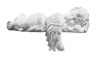 Anjel spiaci, 43 cm